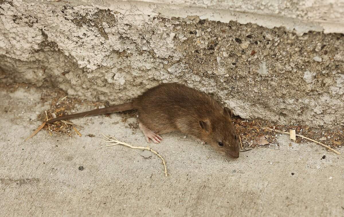 One of several rats scurry around the scene as Los Angeles Bureau of Sanitation crews clean up a homeless encampment in Los Angeles in May.