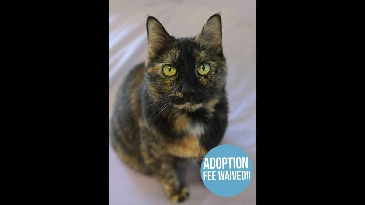 Batgirl is a 7-year-old domestic medium hair/mix available for free adoption at the Sacramento County SPCA. Batgirl’s adoption fee has been generously sponsored by Mark M. Glickman.
