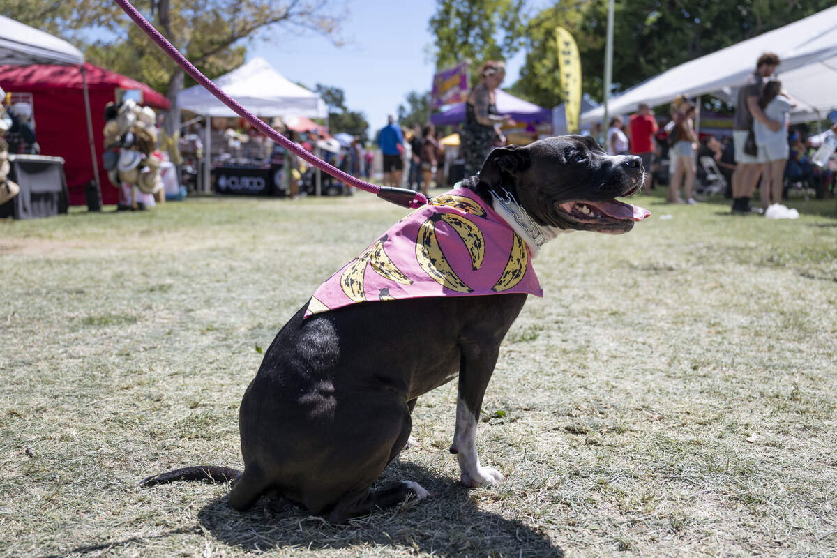 A dog named Paisley wears a banana bandana during the Sacramento Banana Festival at William Land Park on Sunday.