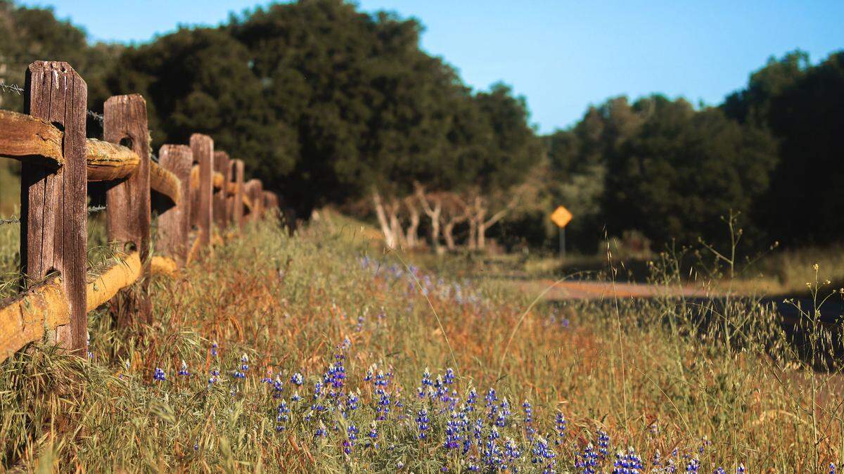 Walk among the wildflorwers at the Foxen Canyon Wine Trail.