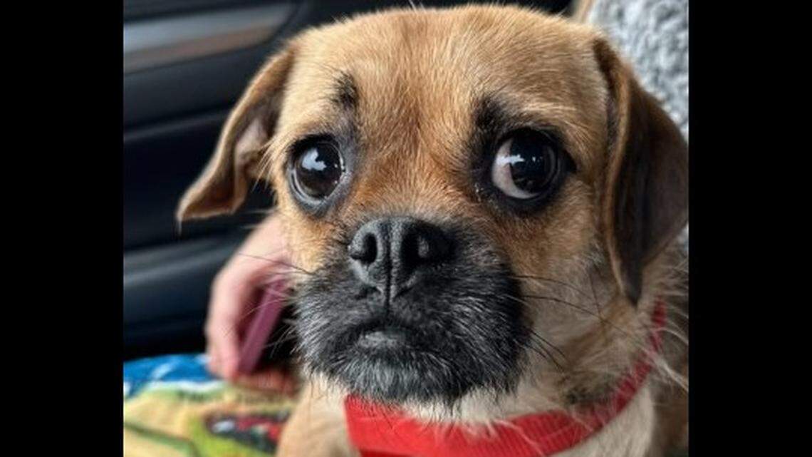 Macaroni, a 1-year-old pug mix, was left “quivering in fear” as her family surrendered her at a California shelter, but she’s getting a second chance in foster care.