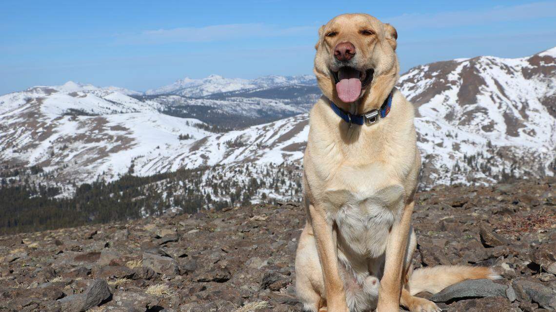 Yosemite Sam accompanied the author on a winter ascent of Elephants Back near Carson Pass on Highway 88.