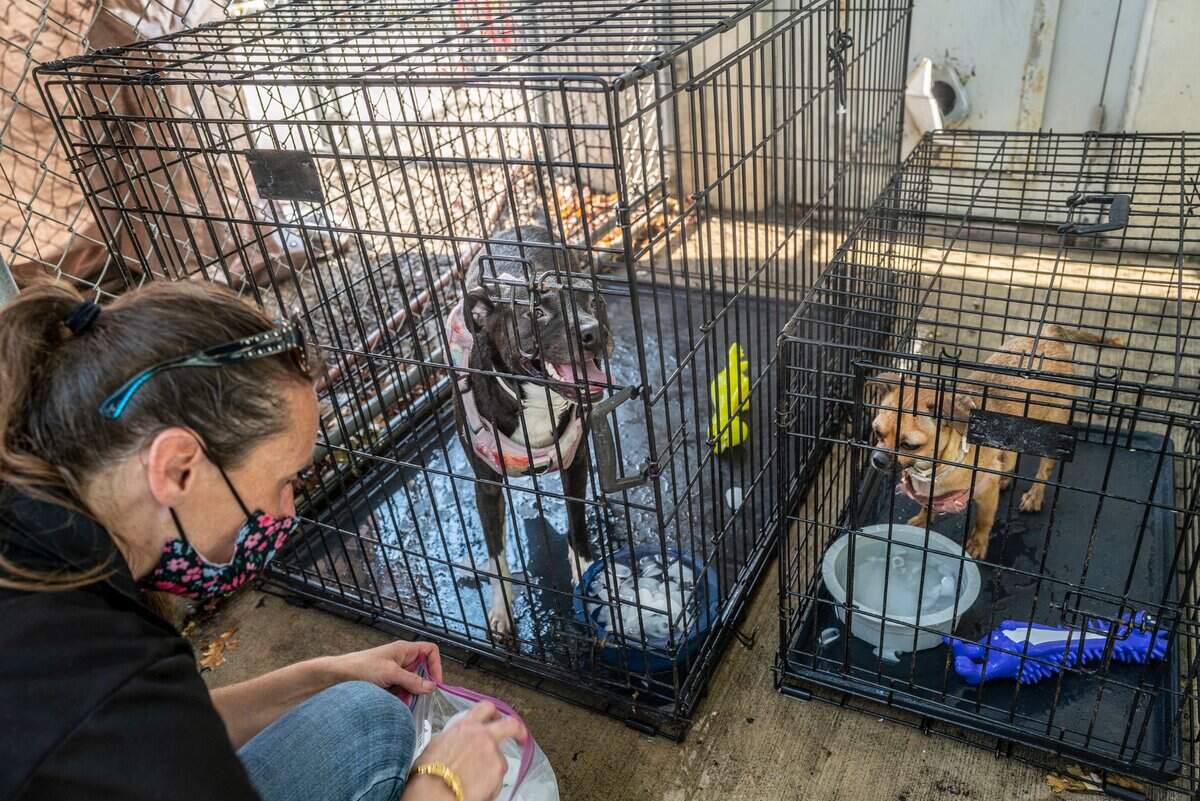 Sarah Stofer, a homeless outreach coordinator for Hope Cooperative, gives ice to two dogs belonging to a homeless couple who were cooling off inside the city of Sacramento’s Outreach and Engagement Center at 3515 Auburn Blvd. on Monday, July 11, 2022. The dogs were given, toys, food and ice water underneath cooling misters in a shaded structure.