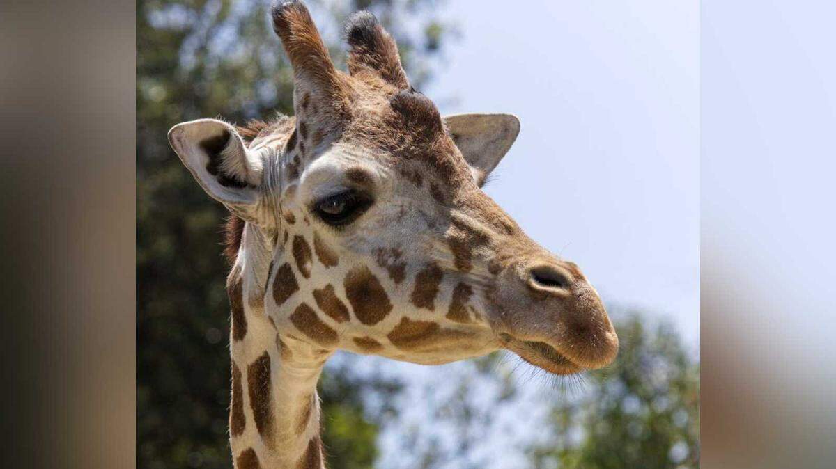 Skye, a reticulated giraffe who called the Sacramento Zoo home for a quarter-century, died Friday, July 5, 2024. Zoo officials said the 26-year-old mammal had been receiving care for age-related issues. As a result of her declining condition, veterinary staff humanely euthanized her.
