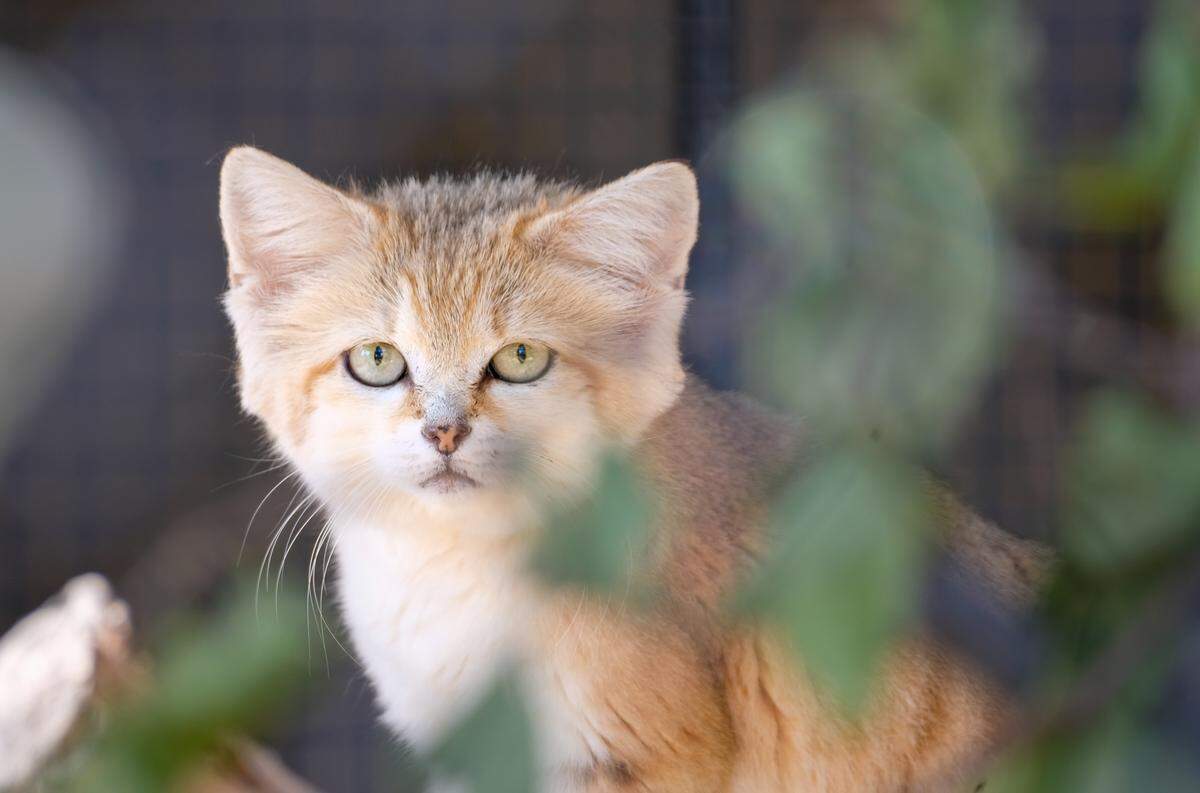 Margo, a sand cat at the Folsom City Zoo Sanctuary, recently gained a following online after an Instagram for the Folsom City Zoo Sanctuary garnered attention.