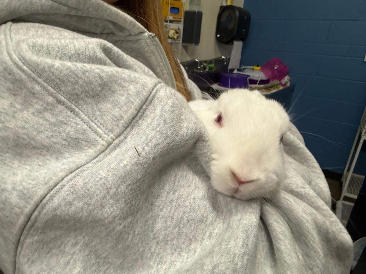 This rabbit was among the 17 pets rescued by Sacramento SPCA in their first trip to the Los Angeles area following the wildfires.