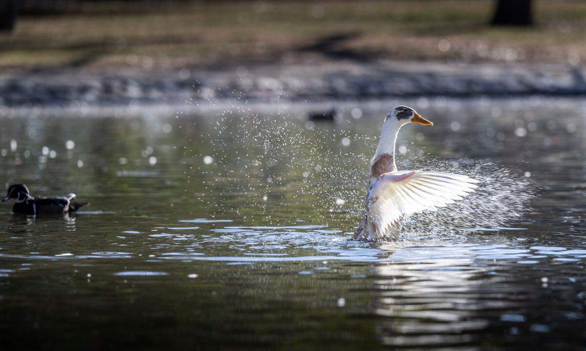 Birds swim in the Mayor Anne Rudin Peace Pond in William Land Park on Thursday. The duck and lily pond nearby has been drained in an effort to stop the spread of bird flu.