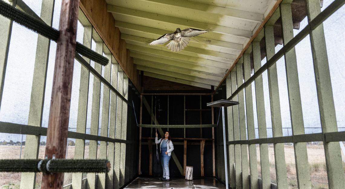 Sandra Foreman, animal care manager with Wildlife Care Association of Sacramento stands inside a flight cage with a red tail hawk Nov. 19. WCA is looking for donations from Book of Dreams to build another flight cage to help rehabilitate raptors.