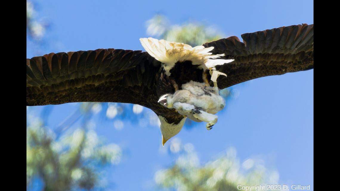 A mom bald eagle “kidnapped” a baby red-tailed hawk on May 20 in Northern California. Then she raised it alongside her eaglet.