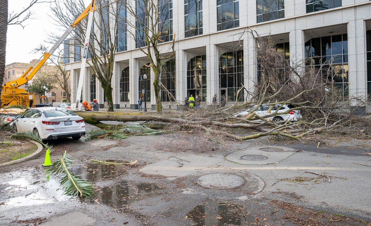 A large tree branch covers 15th Street and multiple cars between N and O streets in Sacramento on Sunday, Feb. 4, 2024, after high winds caused tree damage across the region.
