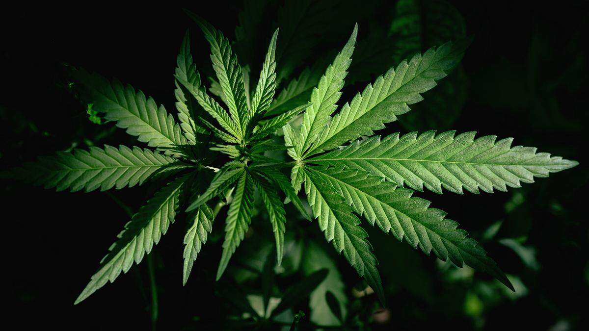Marijuana has been legal in California for recreational use since the passage of Proposition 64 in 2016.