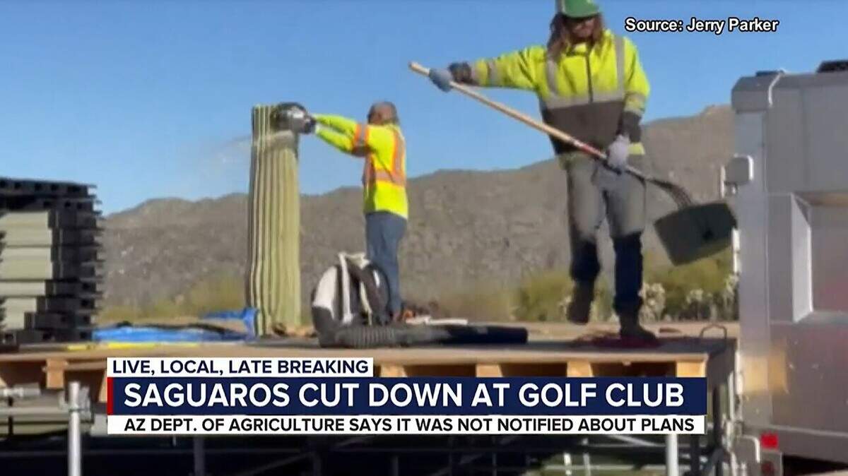 On Feb. 7, two saguaro cactuses were cut down to make space for hospitality tents for an LIV golf tournament’s upcoming event, officials said.