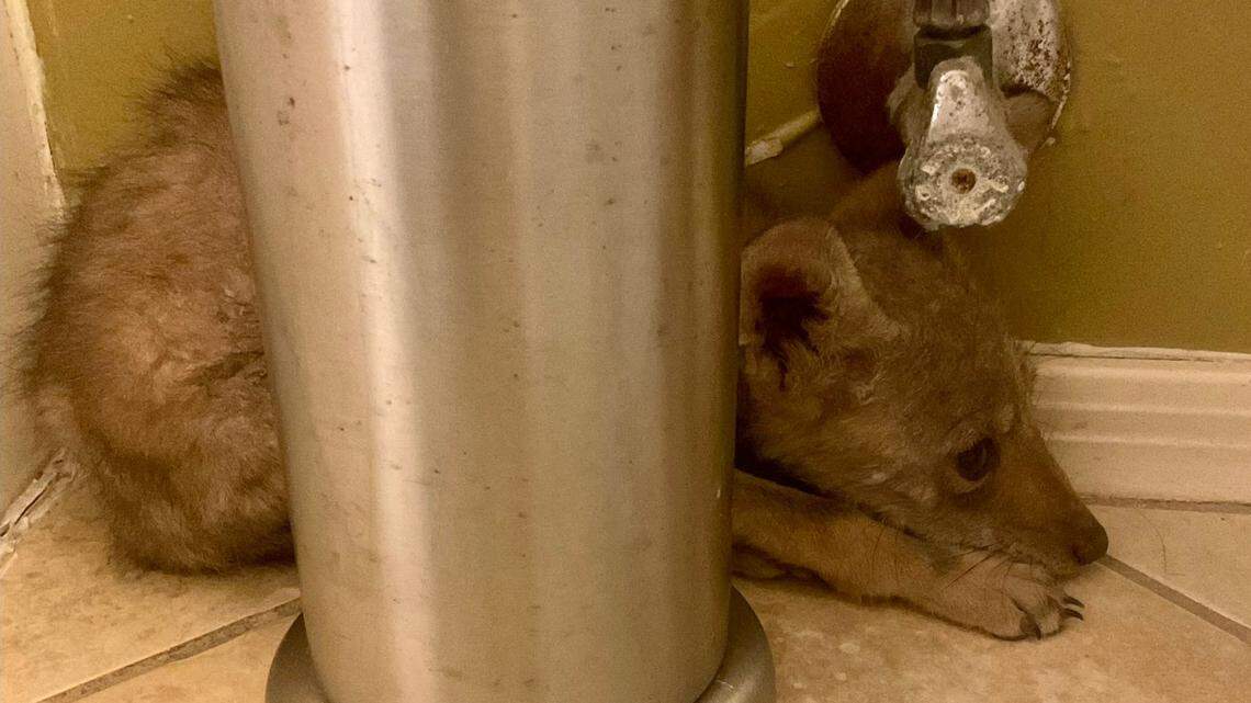 A coyote pup bit a Sahuarita teen who tried to “rescue” it, thinking it had been abandoned, Arizona officials say.