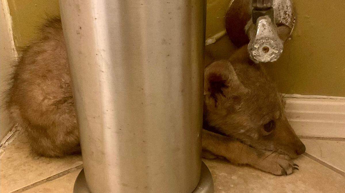 A coyote pup bit a Sahuarita teen who tried to “rescue” it, thinking it had been abandoned, Arizona officials say.