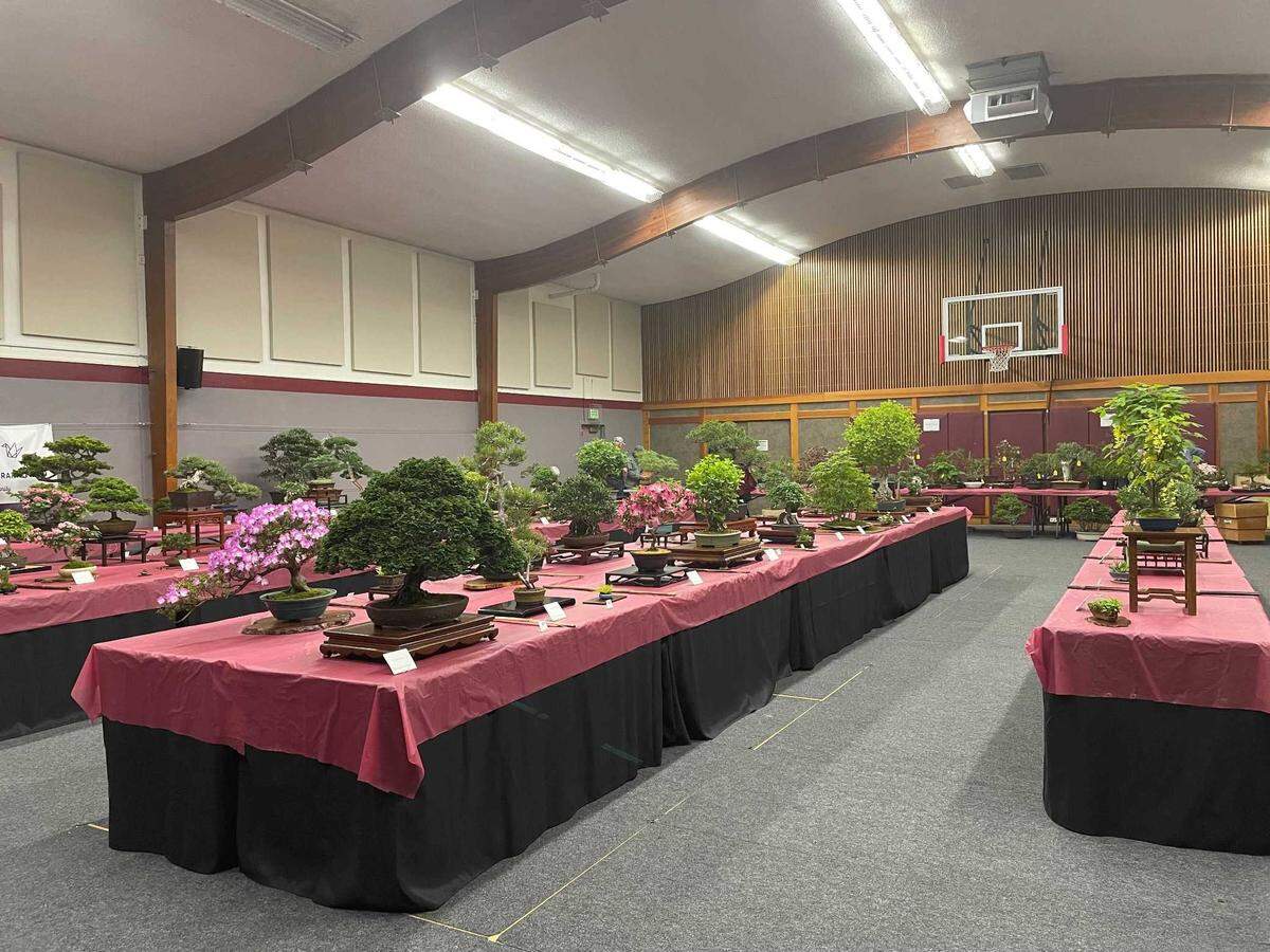 Bonsai trees at the Sacramento Bonsai Club’s 79th Bonsai show Saturday at the Sacramento Buddhist Church in Land Park. The show featured around 70 trees, said Paul Holtzen, the club’s vice president.