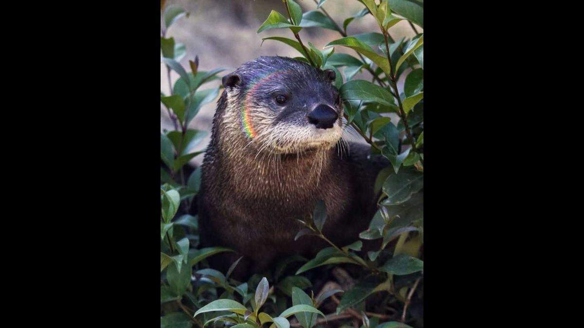 Kai, a Northern American river otter, lived at the Sacramento Zoo since 2017. She is remembered for her sassy personality and curious nature, according to a statement from the Sacramento Zoo.