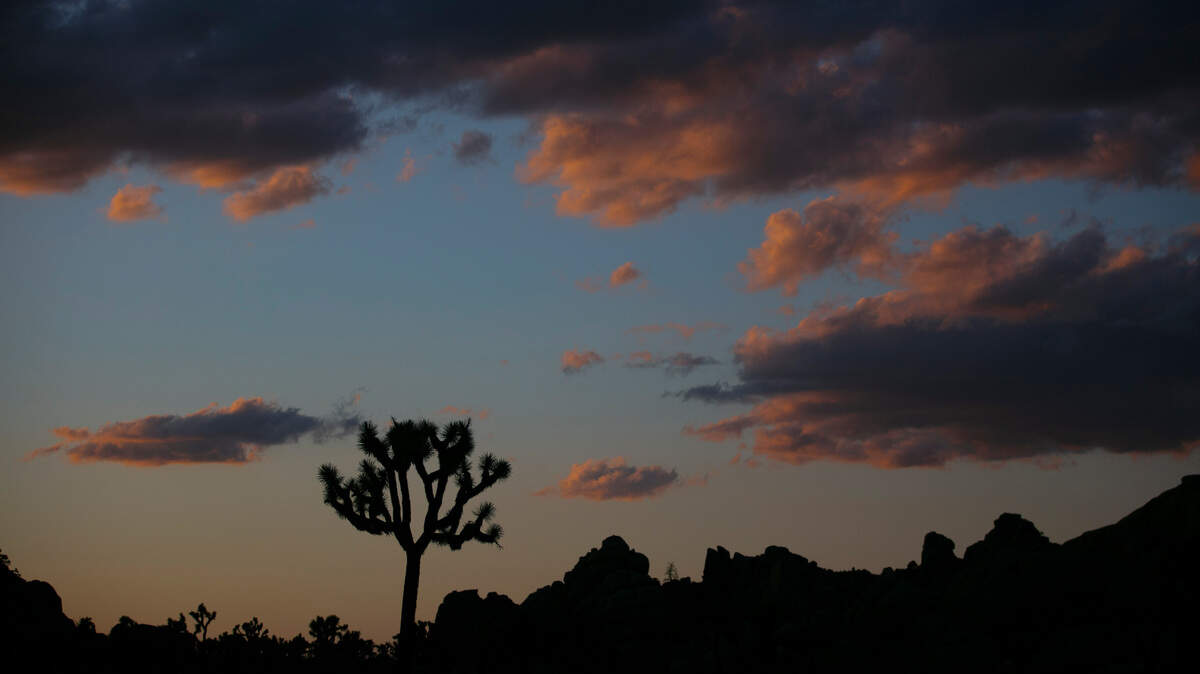 In this photo from May 19, 2020, a Joshua tree is silhouetted against the sky at Joshua Tree National Park in California. Jeffrey Walter and Jonetta Nordberg-Walte were fined for bulldozing Joshua trees to make way for their home, the San Bernardino County district attorney’s office said.