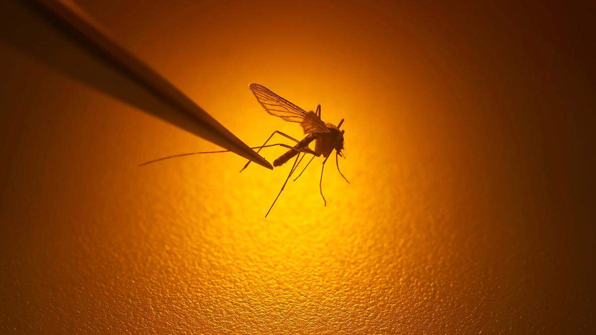 A biologist displays a West-Nile virus-infected mosquito in Salt Lake City in 2019, where a 65-year-old died from the disease.