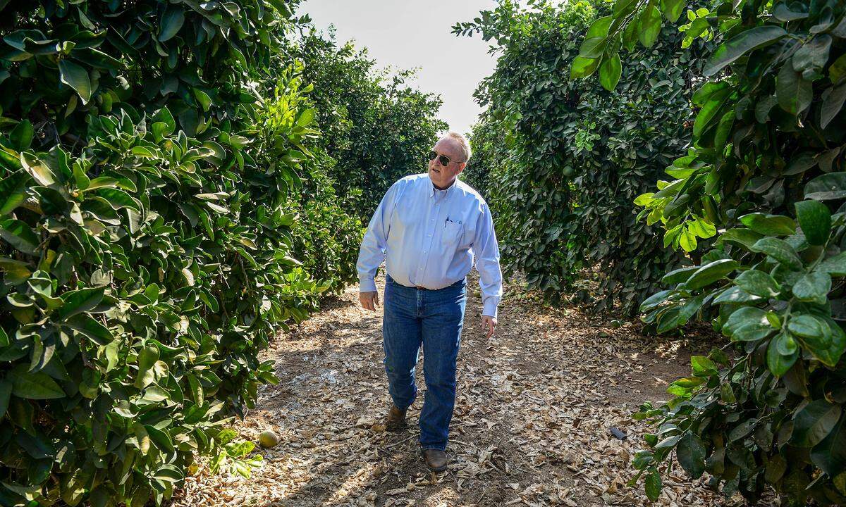 Porterville farmer John Corkins checks on his grapefruit orchard which is drip irrigated with about 60 percent coming from groundwater, on Tuesday, Sept. 17, 2019.