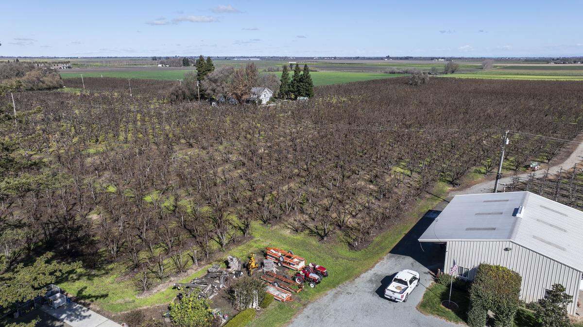 Rows of trees stand at River-Pear Orchards in Walnut Grove on Thursday, Feb. 12, 2026. The Dicksons and other Delta farmers struggled to sell pears last season due to a flood of Argentine pear imports.