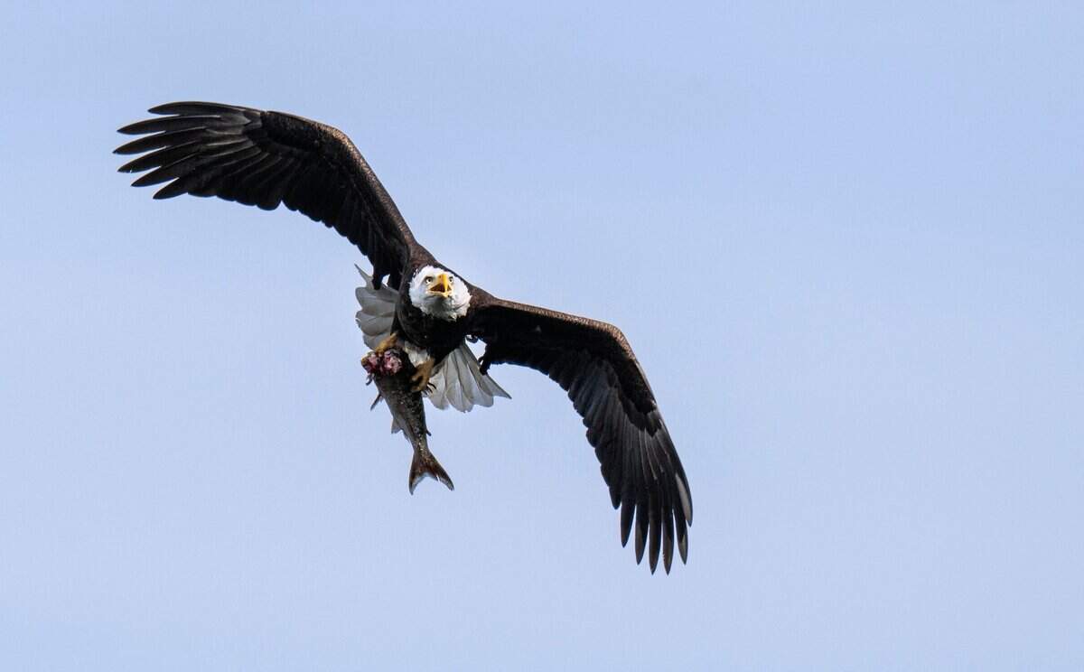A bald eagle returns to its nest carrying a fish to feed two growing eaglets near Lake Natoma in Orangevale on Sunday, April 6, 2025.