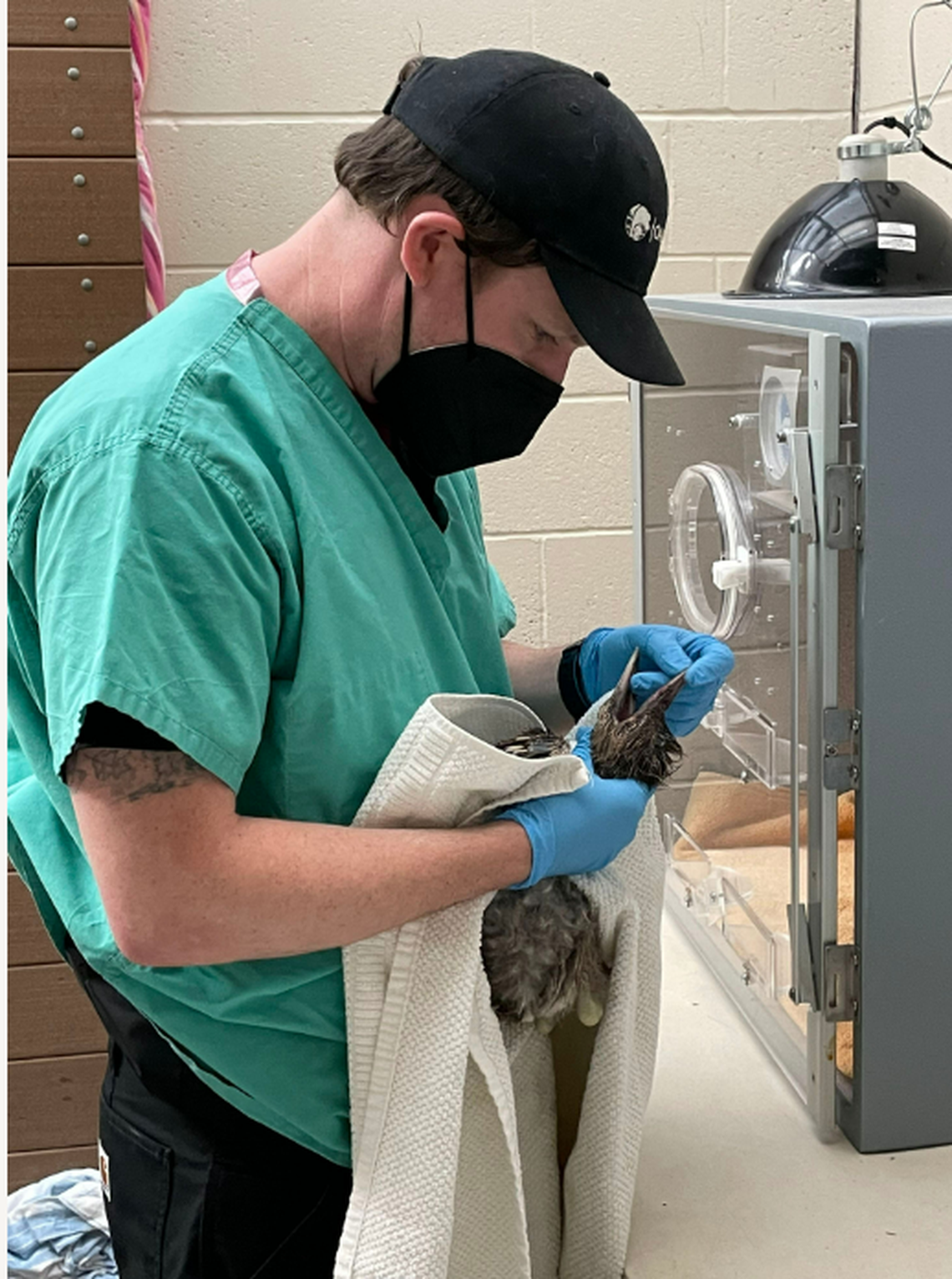 A baby heron receives medical treatment at Oakland Zoo.