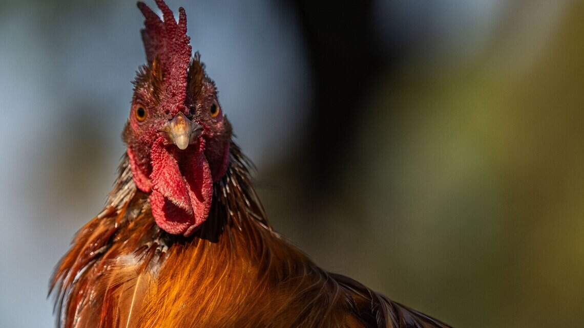 Sacramento County supervisors consider new rooster rules amid noise complaints