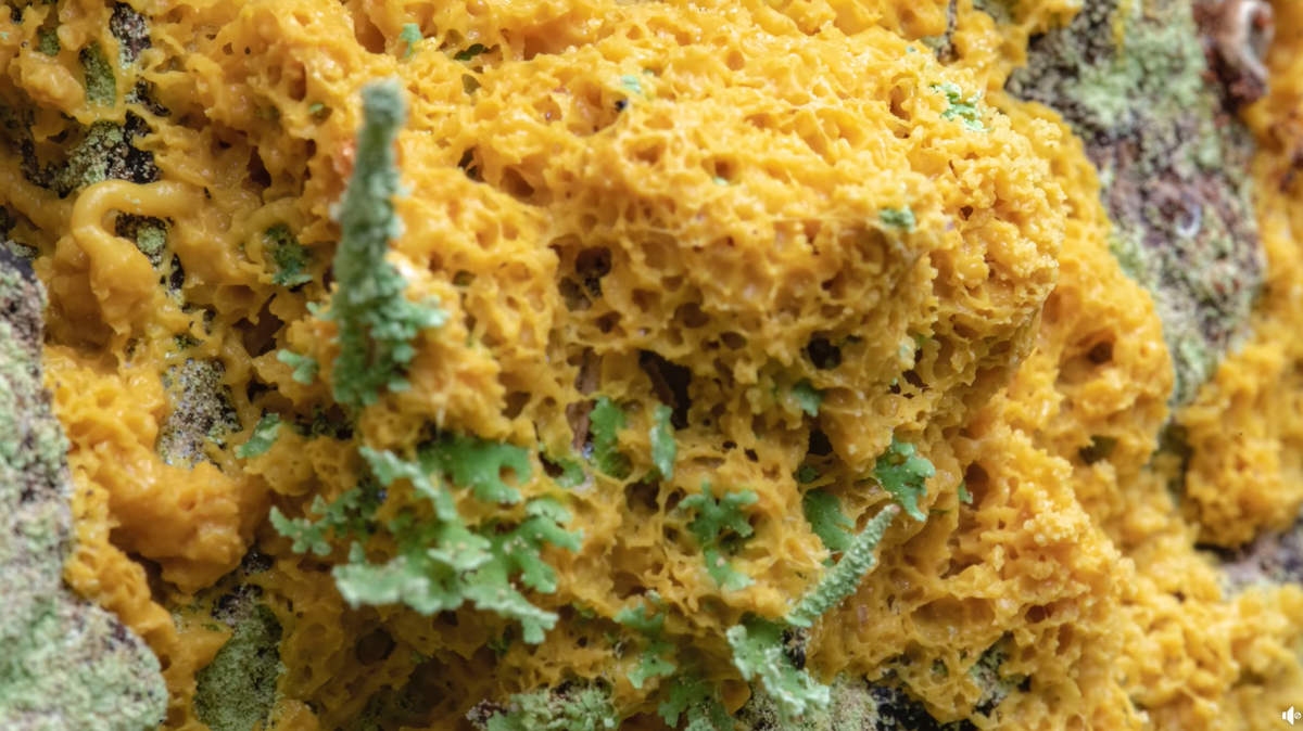 That isn’t scrambled eggs pulsating on a tree in a national park in Alaska — but it does look like it.