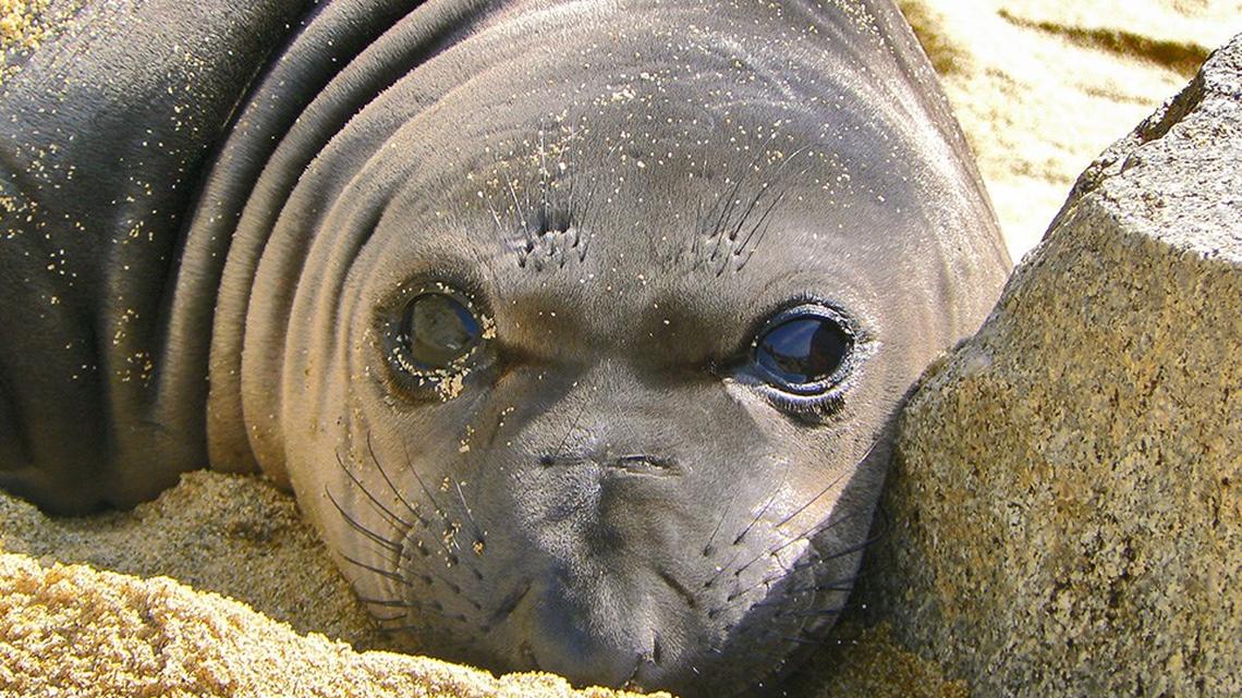 Avian flu detected in elephant seal pups at Northern California beach