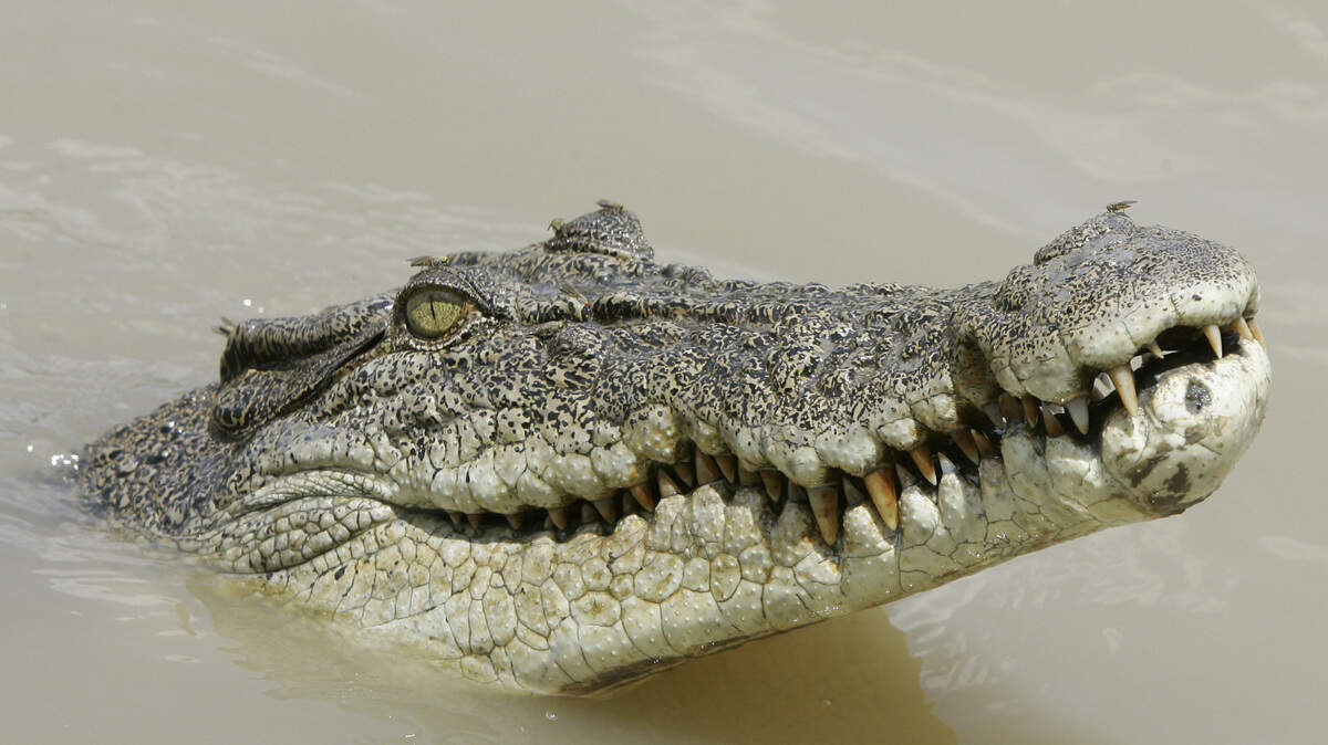 Crocodile sightings are not uncommon in the region, the AP reported.