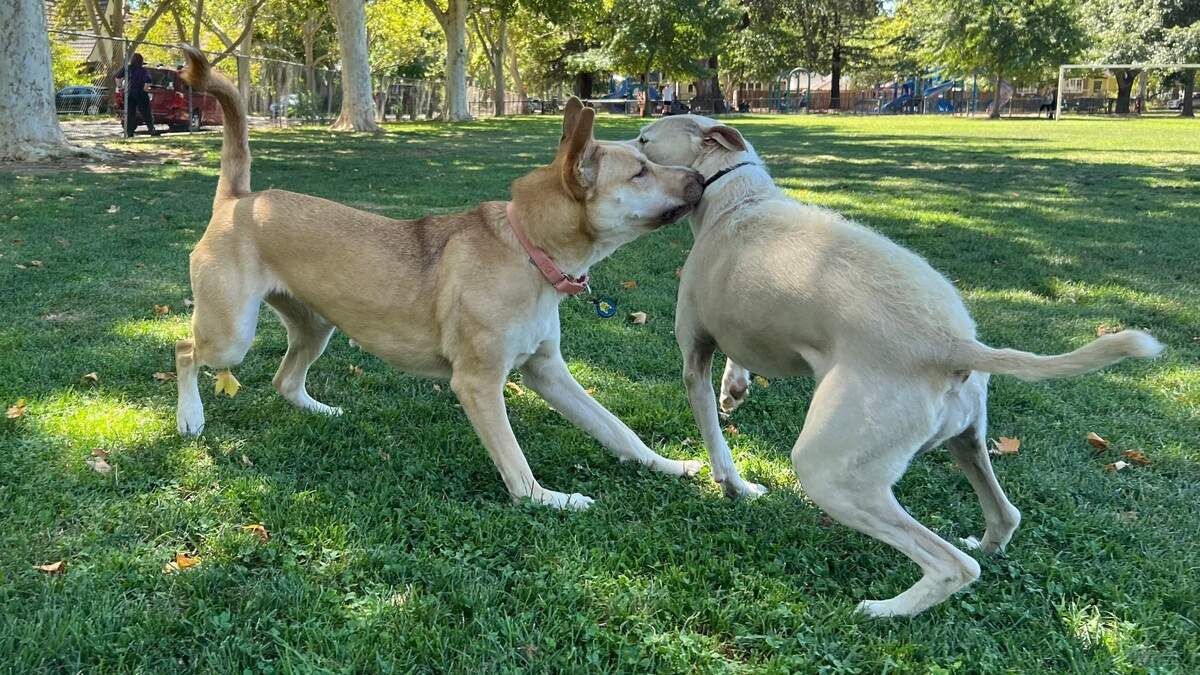 Juno Epley, left, and her best friend, Mea Crocker, play together at the unofficial Sierra 2 Center dog park in August, 2022.