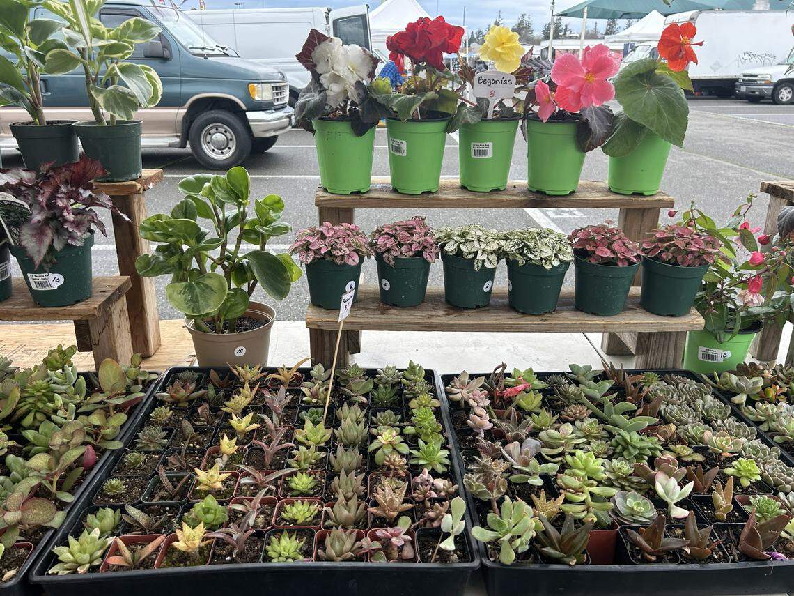 Mary’s Succulent Garden offers an array of different plants at the Galt Flea Market.
