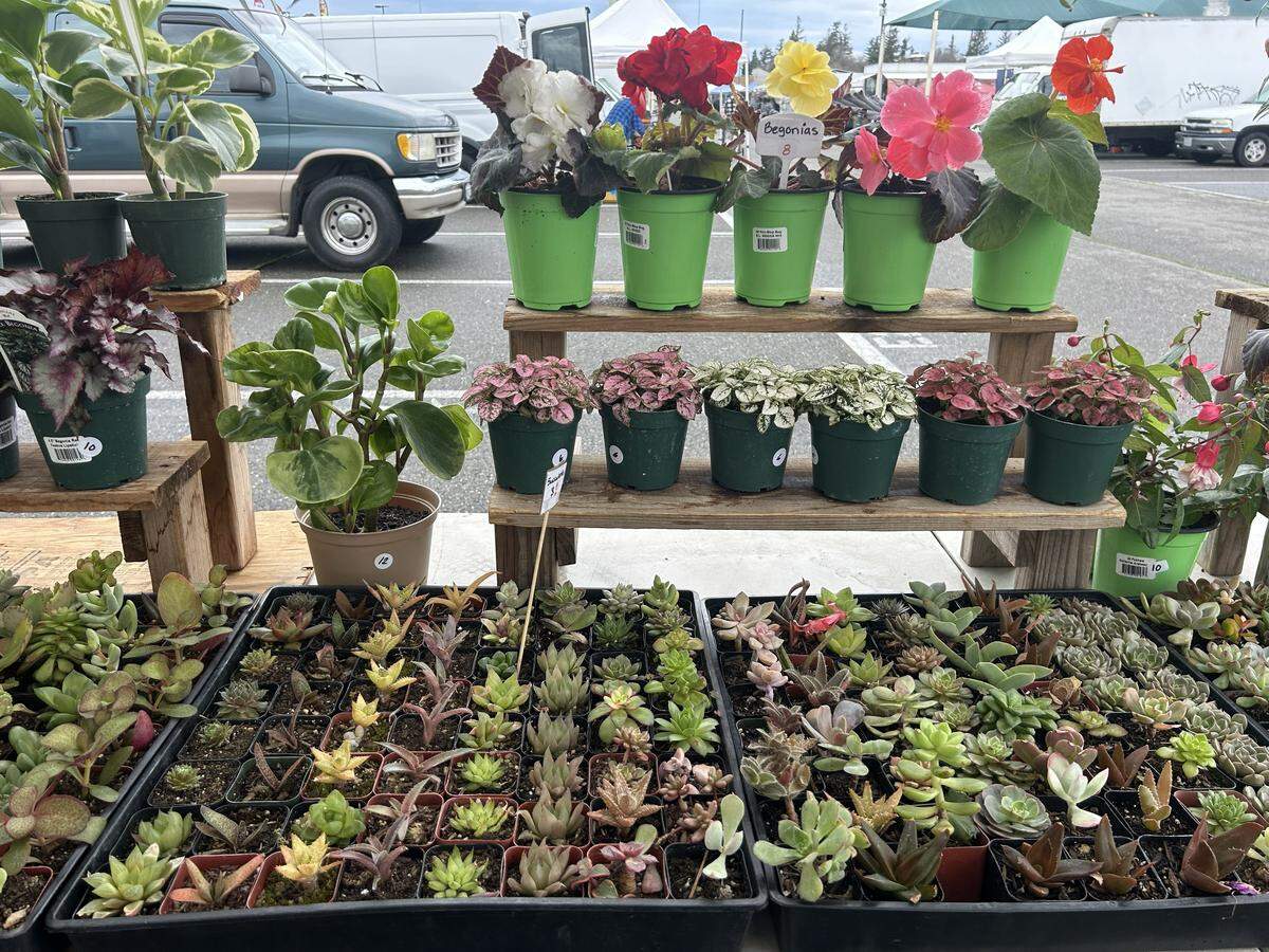 Mary’s Succulent Garden, a plant vendor at the Galt Flea Market. The master gardener program helps deliver University of California research directly to Californians.