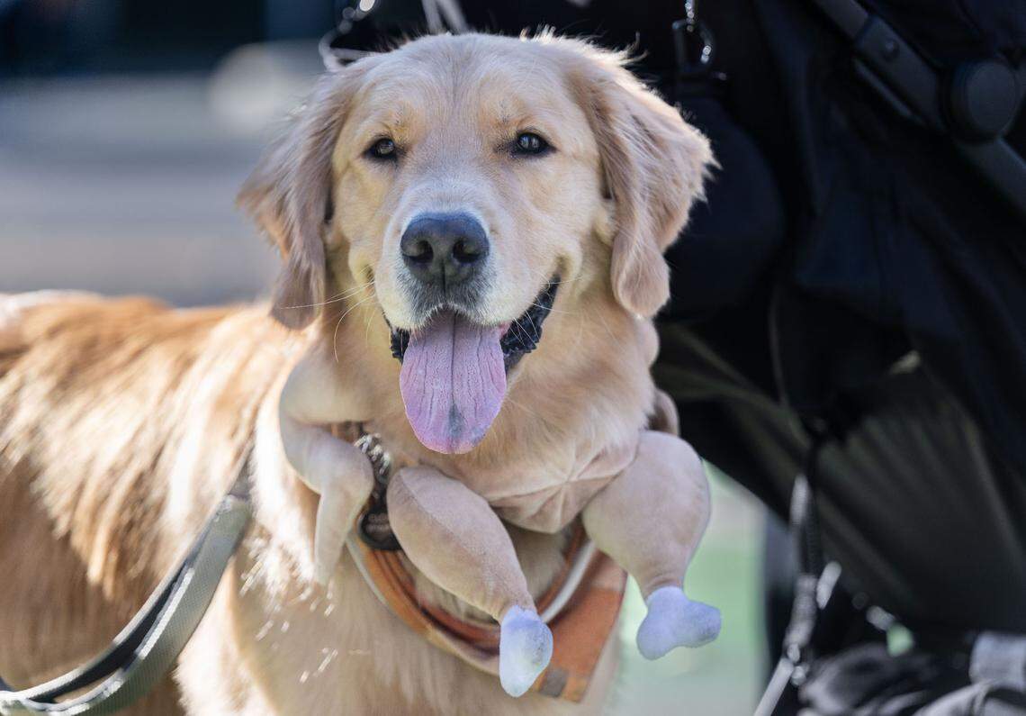 Clouseau, a golden retriever, wears a turkey hat as a collar during the Run to Feed the Hungry on Thursday in East Sacramento.
