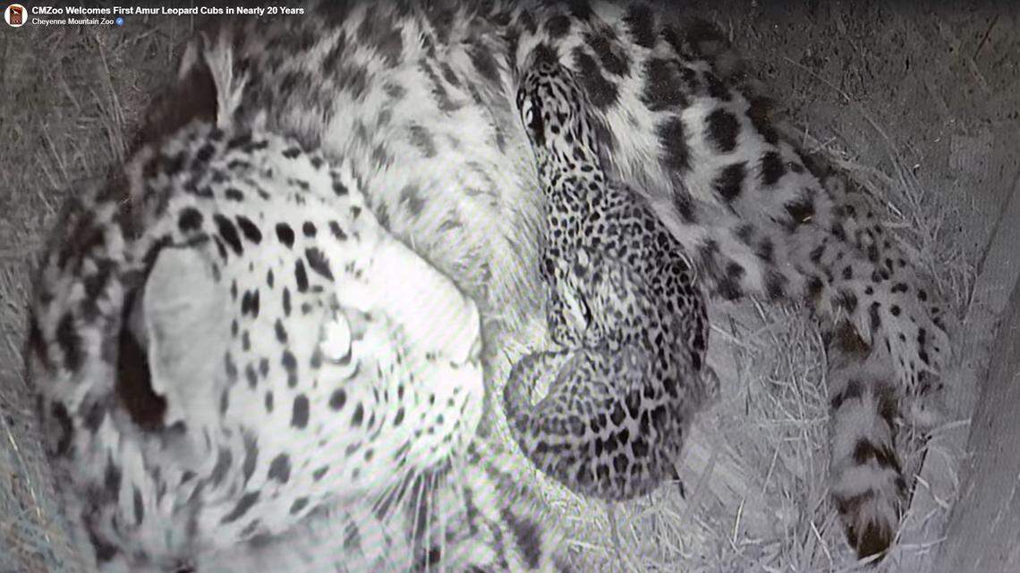 A Colorado zoo welcomed the birth of two cubs on May 17, officials said.