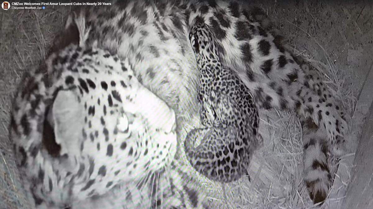 A Colorado zoo welcomed the birth of two cubs on May 17, officials said.