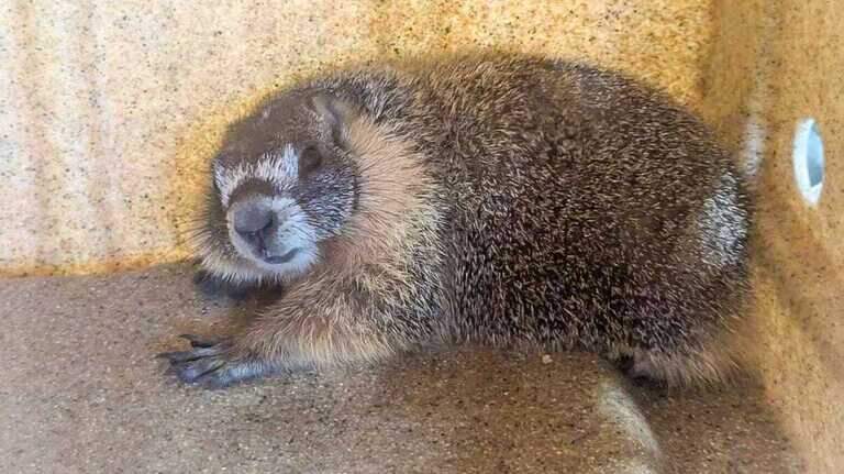 Marmot hitched ride out of Yosemite National Park, rescued by El Dorado County firefighters