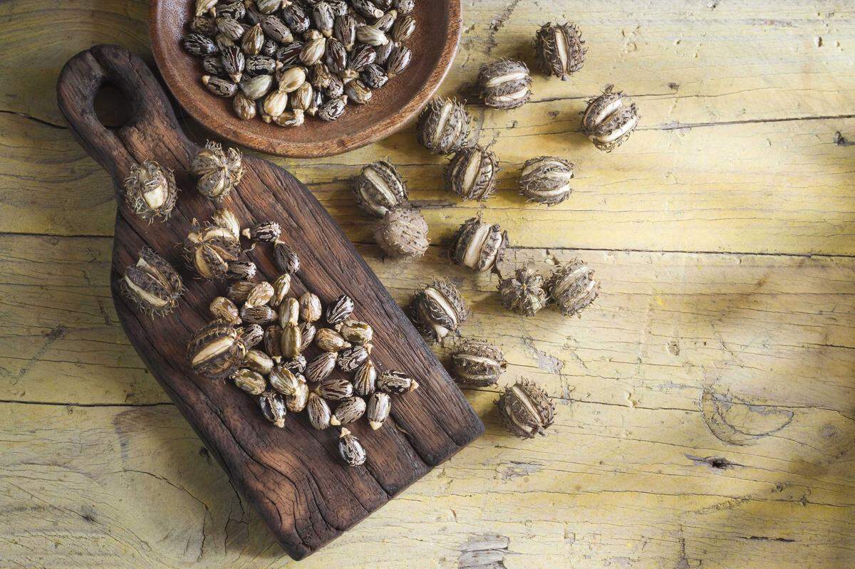 Ricin is a poison that can be made from the waste left over from processing castor beans. It can be in the form of powder, a mist, a pellet or it can be dissolved in water or weak acid. It is a stable substance. For example, it is not affected much by very hot or very cold temperatures.