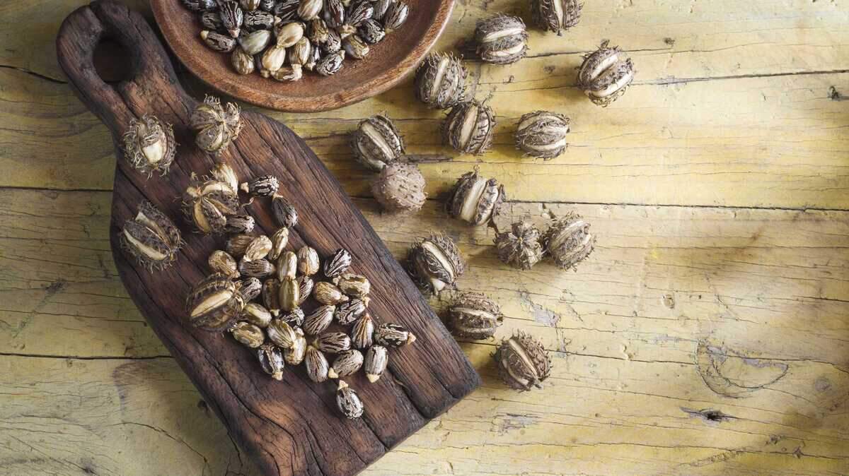 Ricin is a poison that can be made from the waste left over from processing castor beans. It can be in the form of powder, a mist, a pellet or it can be dissolved in water or weak acid. It is a stable substance. For example, it is not affected much by very hot or very cold temperatures.