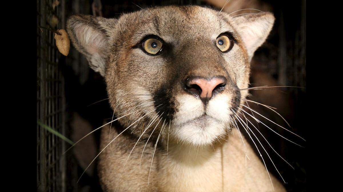 Outdoor recreation can change how animals behave and displace them from crucial habitats, researchers say. This puts the safety of Washington wildlife such as the mountain lion at risk..