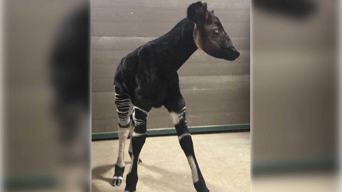 A newborn male okapi calf stands in a behind-the-scenes area at the Sacramento Zoo after being born on Oct. 9. The birth marks the first okapi calf born in the zoo’s history, officials said.
