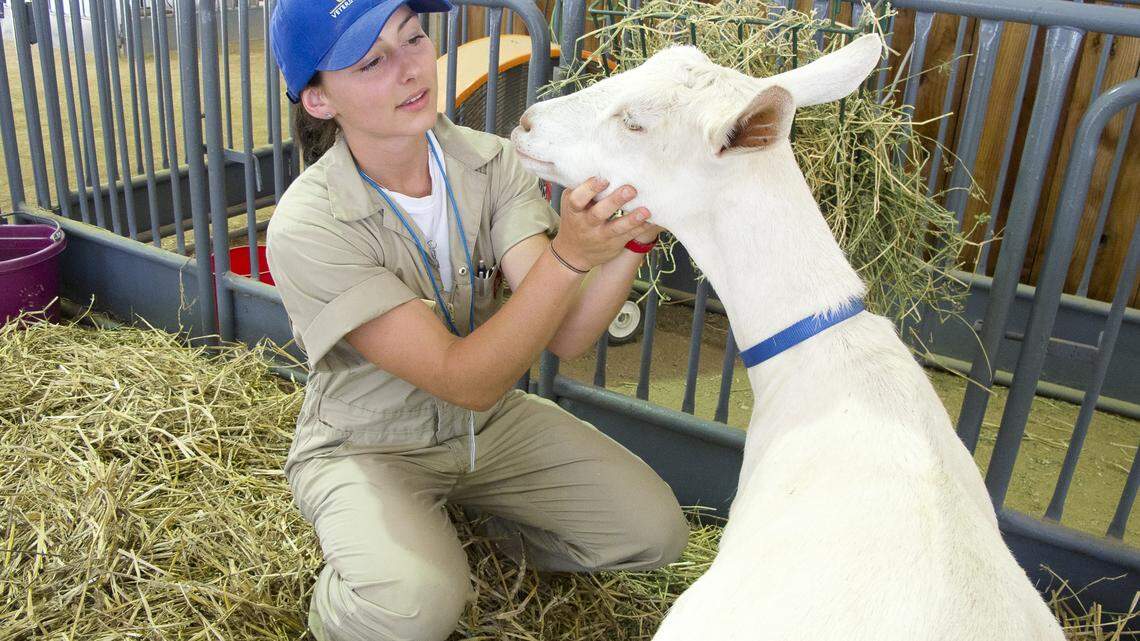 Second year veterinary student Sara Specht examines a goat prior to the Livestock Nursery opening to fairgoers. The University of California School of Veterinary Medicine State Fair Livestock Nursery provides an opportunity for fairgoers to view live animal births and learn about veterinary medicine and animal care. The nursery has a trained crew of 25 veterinary and animal science students tending to the cows, pigs, and goats around the clock. Students receive supervision from veterinary faculty and veterinary technicians. Up to eight crew members at a time rotate tasks of animal care, milking, butter-making and animal examinations. Fairgoers have the opportunity to milk a cow and goat.
bovine, cow, student