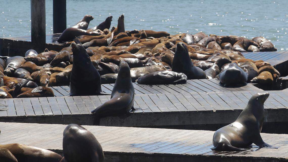 Sea lions lounge at Pier 39 in San Francisco in June.