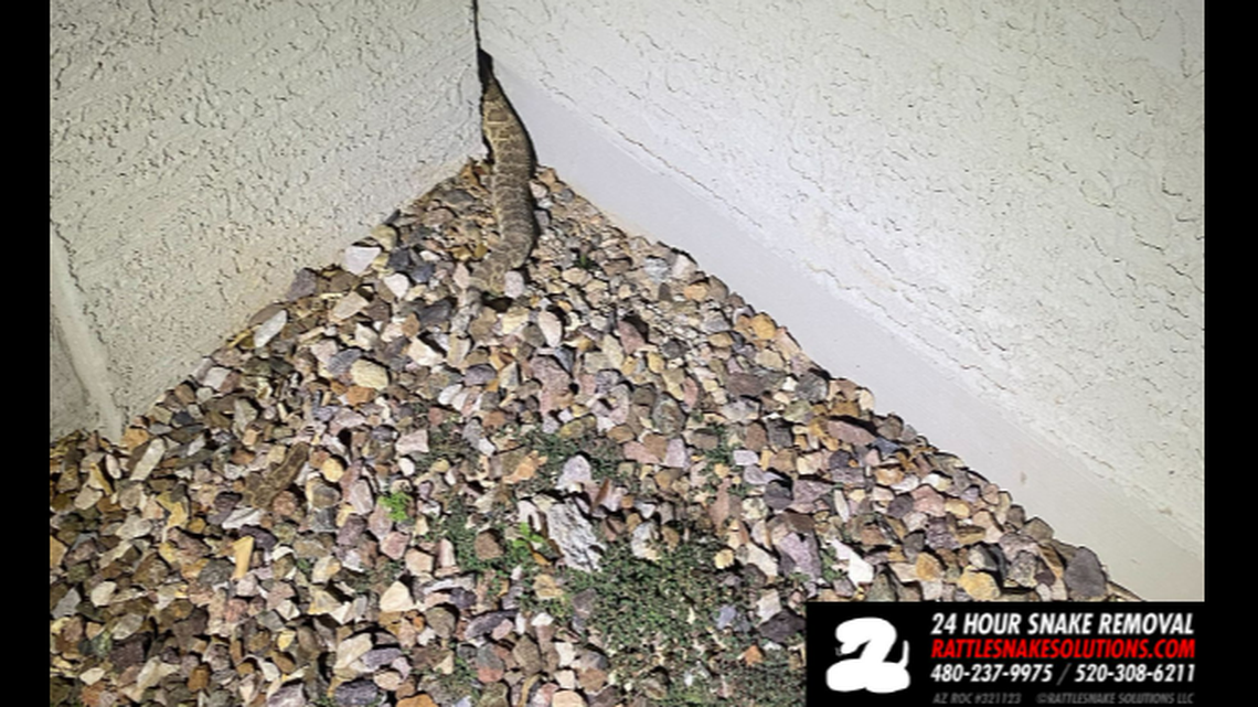 This is what Bryce Anderson faced when he responded at midnight to a home in Buckeye, Arizona. It was a 3-foot Mojave rattlesnake.