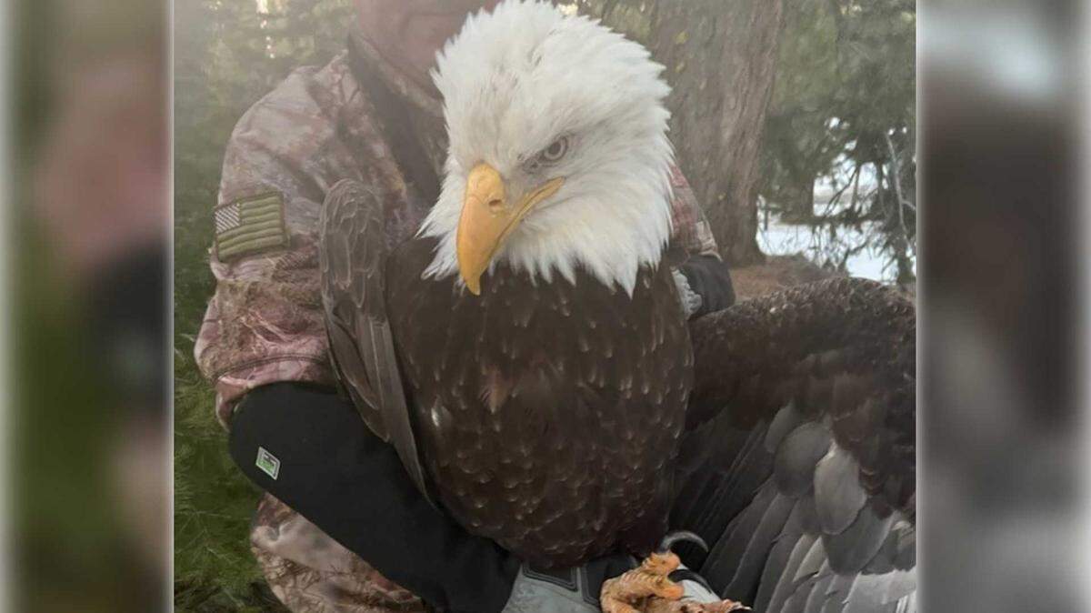 A bald eagle is held by responders after being rescued in the North Lake Tahoe area of Placer County, Calif., in an undated photo. The Placer County Sheriff’s Office said deputies recently assisted in transporting the injured bird to Gold Country Wildlife Rescue, where it is recovering and showing a strong appetite.