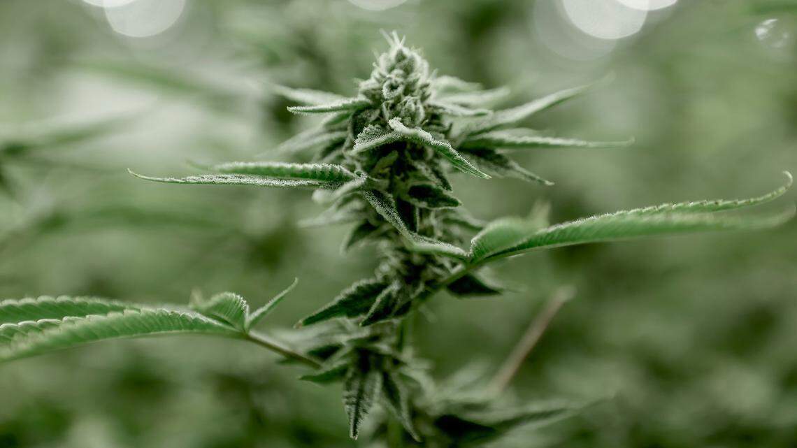 A former California police officer was convicted of a conspiracy to extort marijuana and money from drivers, federal prosecutors say.