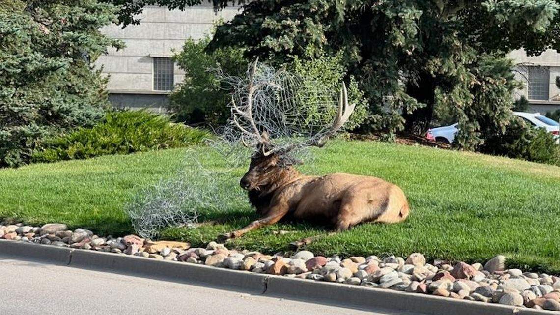 A bull elk was spotted with 30 feet of fencing on its antlers.
