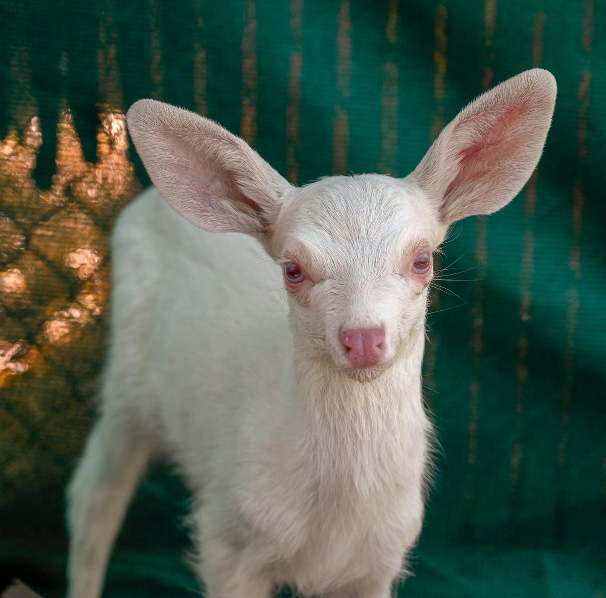 An albino fawn, who was rescued by a trucker in Woodland, is cared for at the Kindred Spirits Fawn Rescue on Thursday and will be released back in to the wild in the Fall.