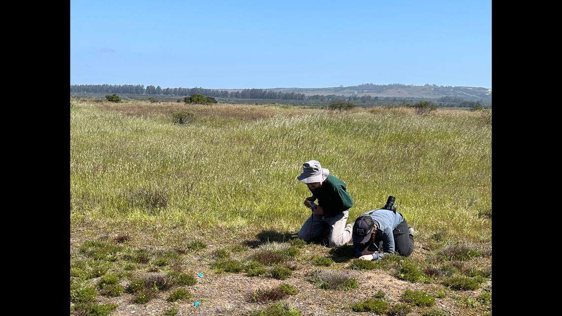 Researchers look for Santa Ynez groundstar specimens at Vandenberg Space Force Base.