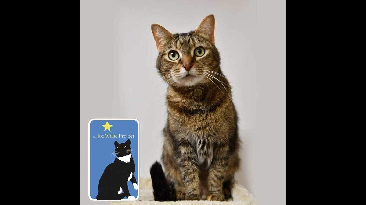 Striker enjoys some gentle head rubs and face pets and will purr in appreciation. Striker also likes cat treats and enjoyed climbing on the cat tree. She’s available for adoption at the Sacramento County SPCA.
